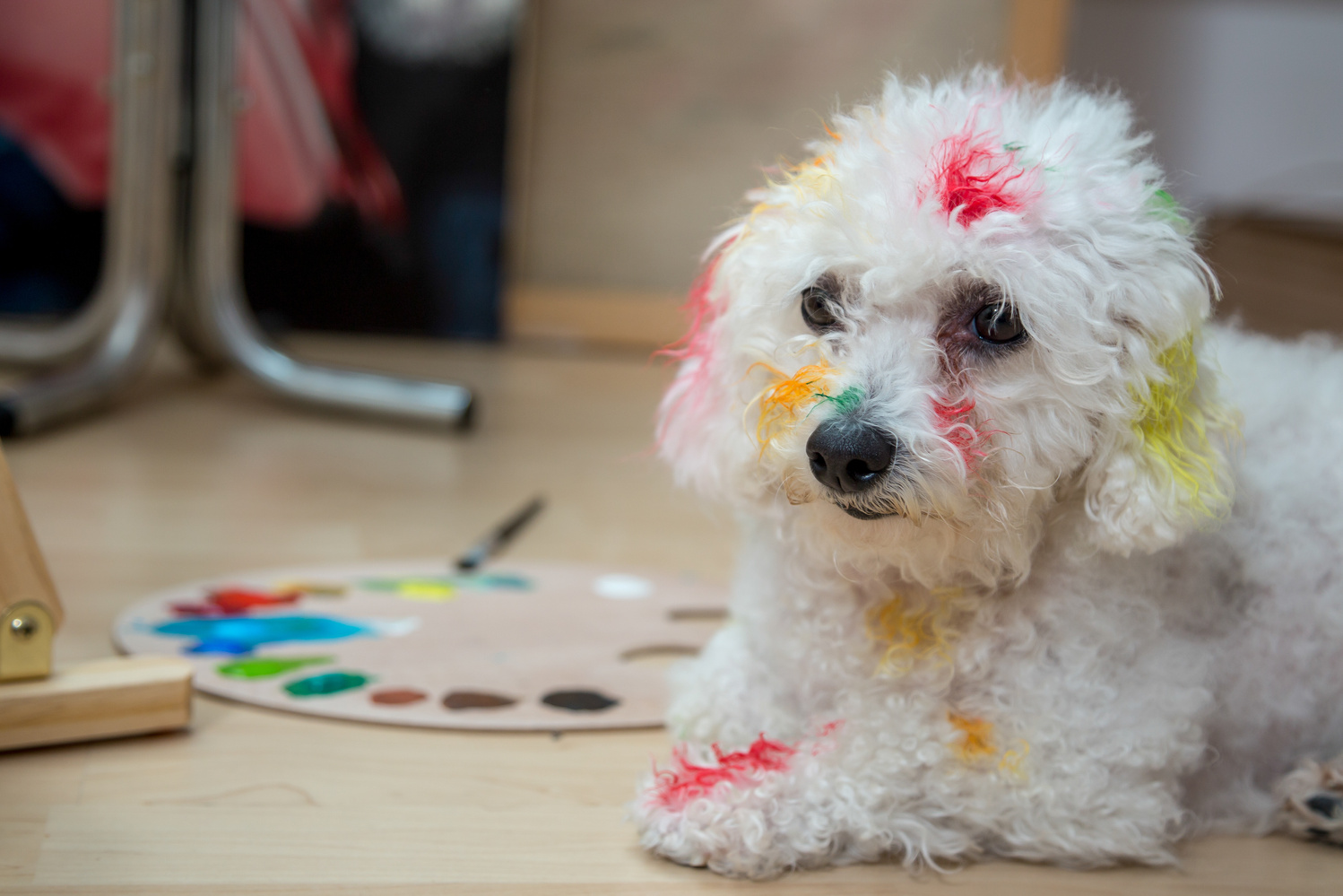 Dog painted with colored paints