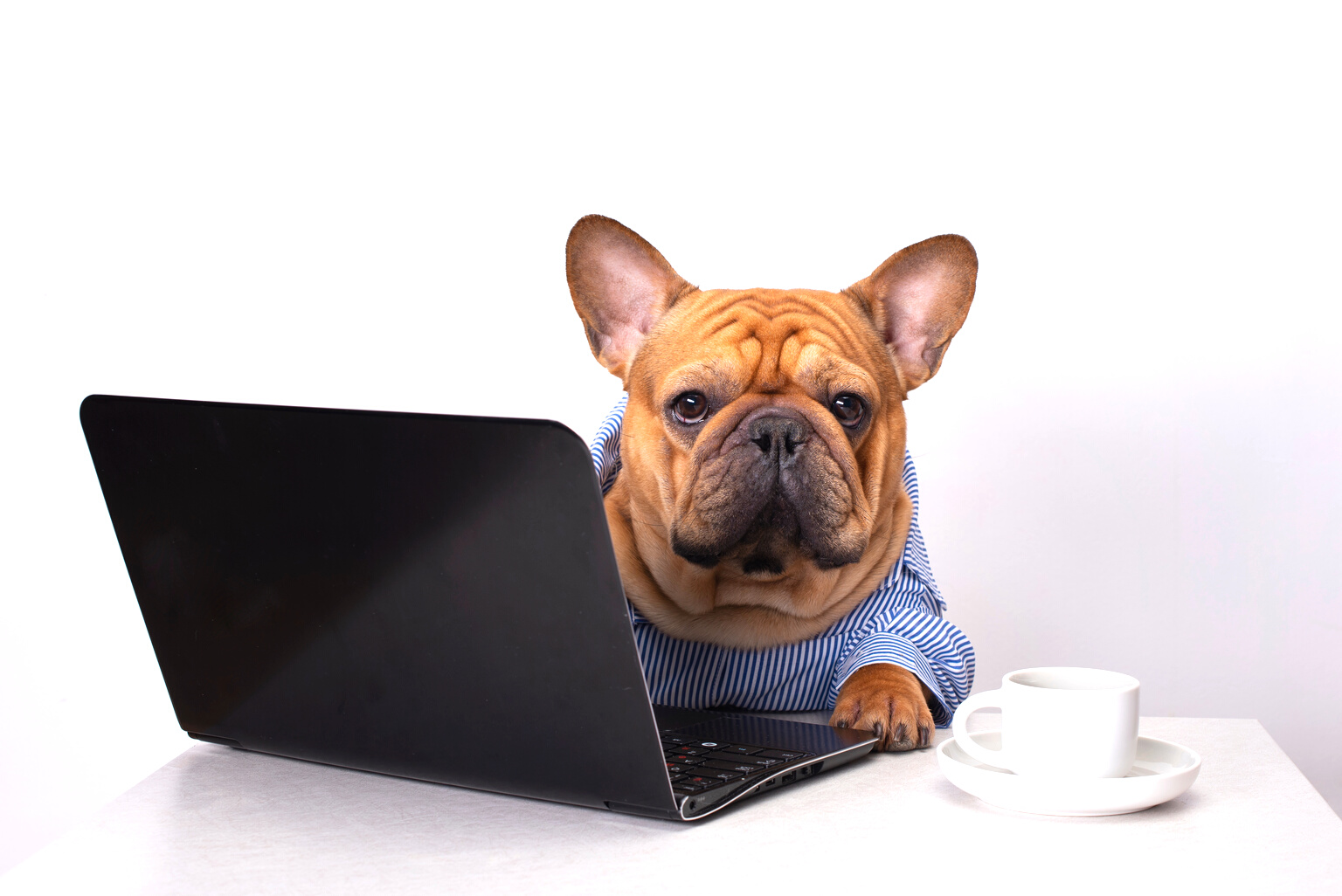dog french bulldog works at a laptop.